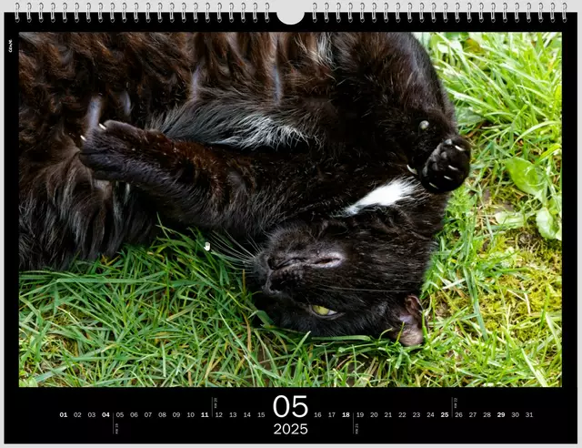 Das Leben ist schön | Foto: WKY