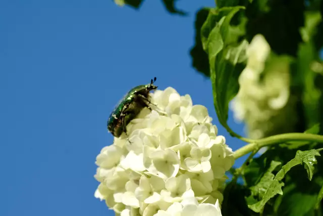 Rosenkäfer | Foto: ED