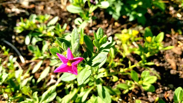 Frühlingsgrüße aus dem Garten🌞🌸🌸🌞 | Foto: Ralf Röser