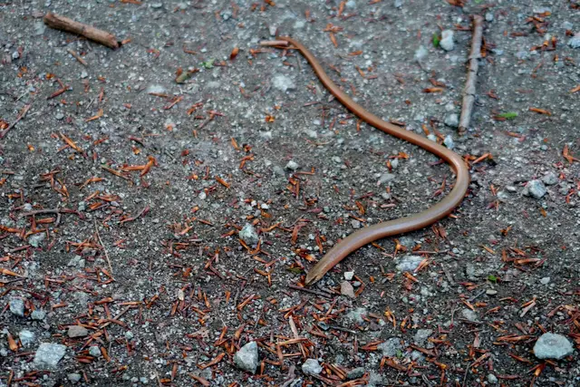 Foto: Eduard Warenik