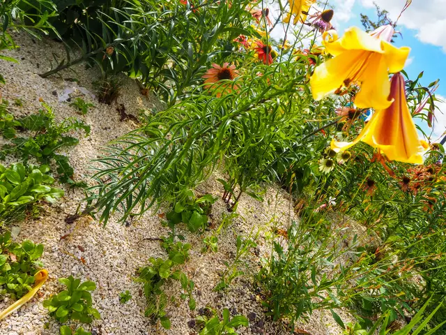 Blumen mal anders...

Wunderschöne Blütenpracht, viel Grün und spannende Architektur. Wenn leider kein eigener Garten zur Verfügung steht,  muss man sich mit einer unserer teils beeindruckenden Bundesgartenschauen (Heilbronn &amp; Mannheim) behelfen. 2019 und 2023 entstanden folgende Bilder.

Alle Bilder wurden mit der Olympus OM-D e-m5 Mark iii aufgenommen. | Foto: Sarah Aksamit-Grolik