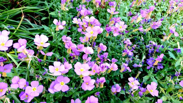 Frühlingsgrüße aus dem Garten🌞🌸🌸🌞 | Foto: Ralf Röser
