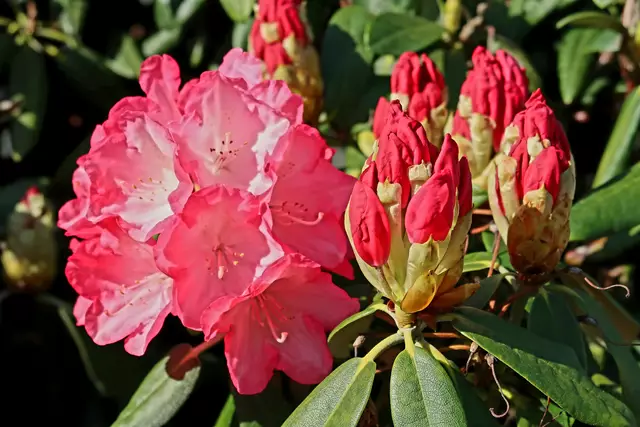 Foto: Eduard Warenik