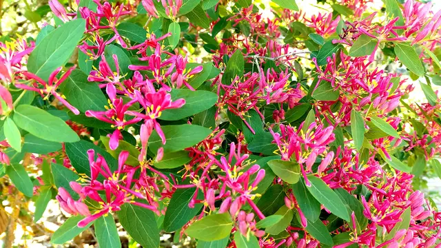 Frühlingsgrüße aus dem Garten🌞🌸🌸🌞 | Foto: Ralf Röser