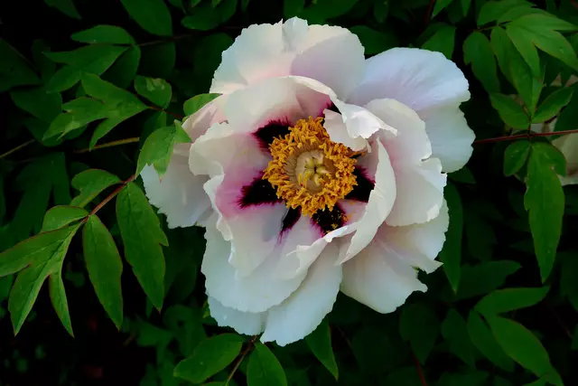 Foto: Eduard Warenik