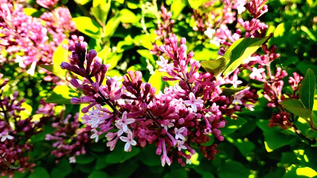 Frühlingsgrüße aus dem Garten🌞🌸🌸🌞 | Foto: Ralf Röser