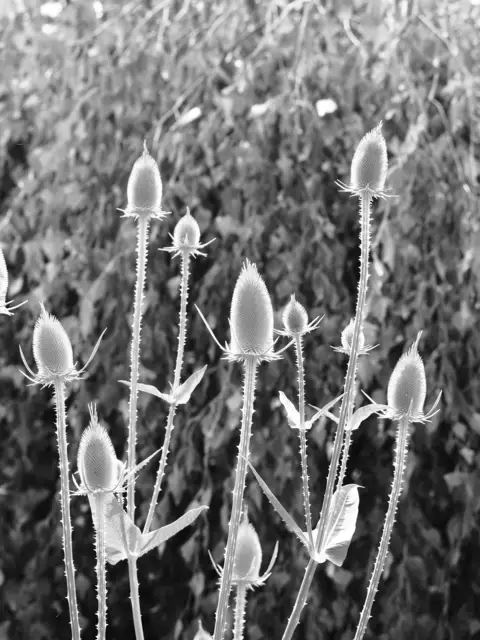 Wunderschöne Blütenpracht, viel Grün und spannende Architektur. Wenn leider kein eigener Garten zur Verfügung steht,  muss man sich mit einer unserer teils beeindruckenden Bundesgartenschauen (Heilbronn &amp; Mannheim) behelfen. 2019 und 2023 entstanden folgende Bilder.

Alle Bilder wurden mit der Olympus OM-D e-m5 Mark iii aufgenommen. | Foto: Sarah Aksamit-Grolik