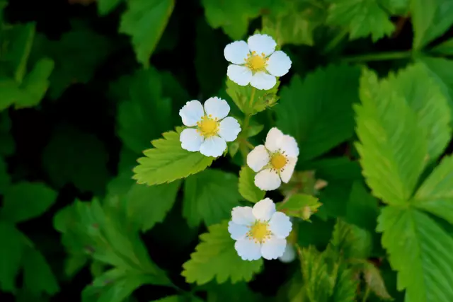 Foto: Eduard Warenik