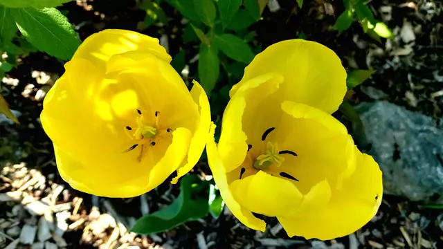 Frühlingsgrüße aus dem Garten🌞🌸🌸🌞 | Foto: Ralf Röser