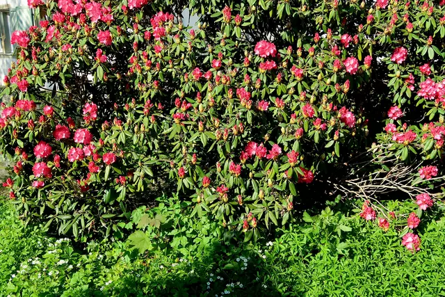 Foto: Eduard Warenik