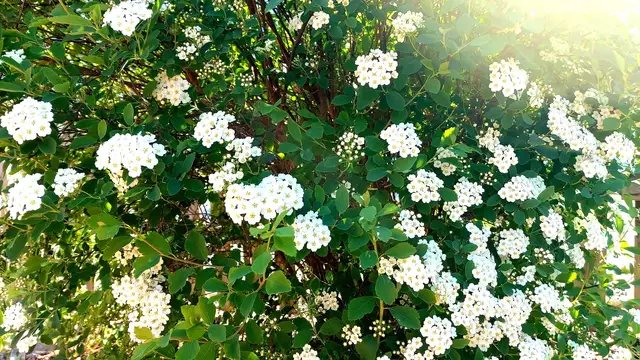 Frühlingsgrüße aus dem Garten🌞🌸🌸🌞 | Foto: Ralf Röser