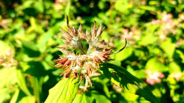 Frühlingsgrüße aus dem Garten🌞🌸🌸🌞 | Foto: Ralf Röser