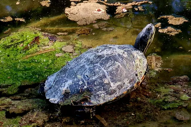 Foto: Eduard Warenik