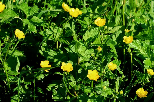 Foto: Eduard Warenik