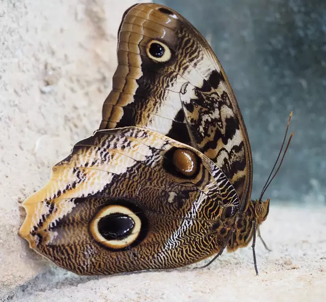 Wunderschöne Blütenpracht, viel Grün und spannende Architektur. Wenn leider kein eigener Garten zur Verfügung steht,  muss man sich mit einer unserer teils beeindruckenden Bundesgartenschauen (Heilbronn &amp; Mannheim) behelfen. 2019 und 2023 entstanden folgende Bilder.

Alle Bilder wurden mit der Olympus OM-D e-m5 Mark iii aufgenommen. | Foto: Sarah Aksamit-Grolik