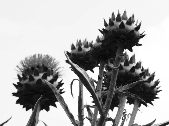 Wunderschöne Blütenpracht, viel Grün und spannende Architektur. Wenn leider kein eigener Garten zur Verfügung steht,  muss man sich mit einer unserer teils beeindruckenden Bundesgartenschauen (Heilbronn &amp; Mannheim) behelfen. 2019 und 2023 entstanden folgende Bilder.

Alle Bilder wurden mit der Olympus OM-D e-m5 Mark iii aufgenommen. | Foto: Sarah Aksamit-Grolik