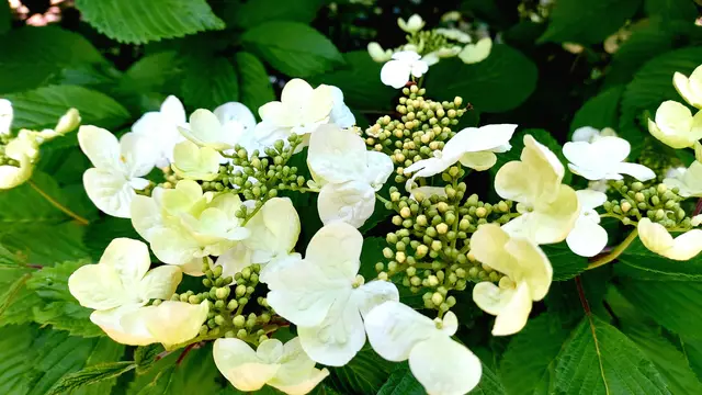 Frühlingsgrüße aus dem Garten🌞🌸🌸🌞 | Foto: Ralf Röser