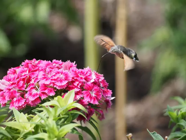 Wunderschöne Blütenpracht, viel Grün und spannende Architektur. Wenn leider kein eigener Garten zur Verfügung steht,  muss man sich mit einer unserer teils beeindruckenden Bundesgartenschauen (Heilbronn &amp; Mannheim) behelfen. 2019 und 2023 entstanden folgende Bilder.

Alle Bilder wurden mit der Olympus OM-D e-m5 Mark iii aufgenommen. | Foto: Sarah Aksamit-Grolik