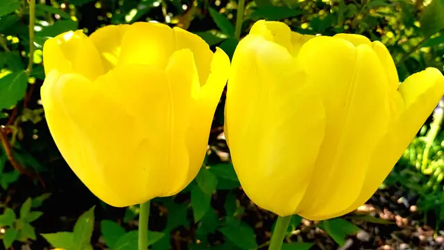Frühlingsgrüße aus dem Garten🌞🌸🌸🌞 | Foto: Ralf Röser