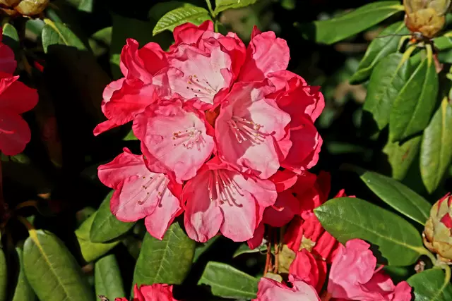 Foto: Eduard Warenik