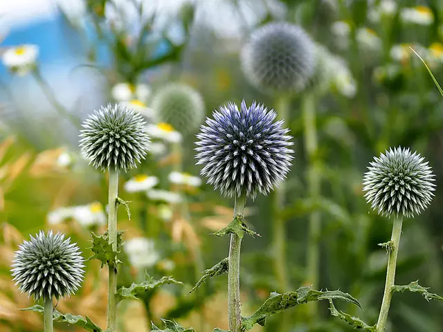 Wunderschöne Blütenpracht, viel Grün und spannende Architektur. Wenn leider kein eigener Garten zur Verfügung steht,  muss man sich mit einer unserer teils beeindruckenden Bundesgartenschauen (Heilbronn &amp; Mannheim) behelfen. 2019 und 2023 entstanden folgende Bilder.

Alle Bilder wurden mit der Olympus OM-D e-m5 Mark iii aufgenommen. | Foto: Sarah Aksamit-Grolik
