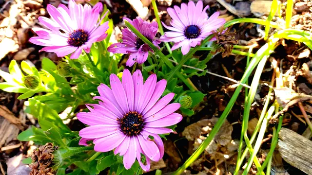Frühlingsgrüße aus dem Garten🌞🌸🌸🌞 | Foto: Ralf Röser