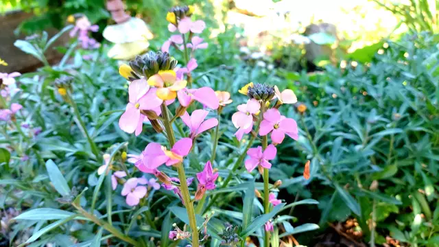 Frühlingsgrüße aus dem Garten🌞🌸🌸🌞 | Foto: Ralf Röser