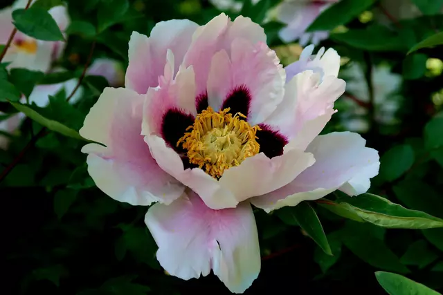 Foto: Eduard Warenik