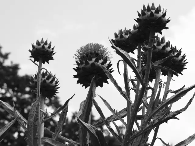 Wunderschöne Blütenpracht, viel Grün und spannende Architektur. Wenn leider kein eigener Garten zur Verfügung steht,  muss man sich mit einer unserer teils beeindruckenden Bundesgartenschauen (Heilbronn &amp; Mannheim) behelfen. 2019 und 2023 entstanden folgende Bilder.

Alle Bilder wurden mit der Olympus OM-D e-m5 Mark iii aufgenommen. | Foto: Sarah Aksamit-Grolik