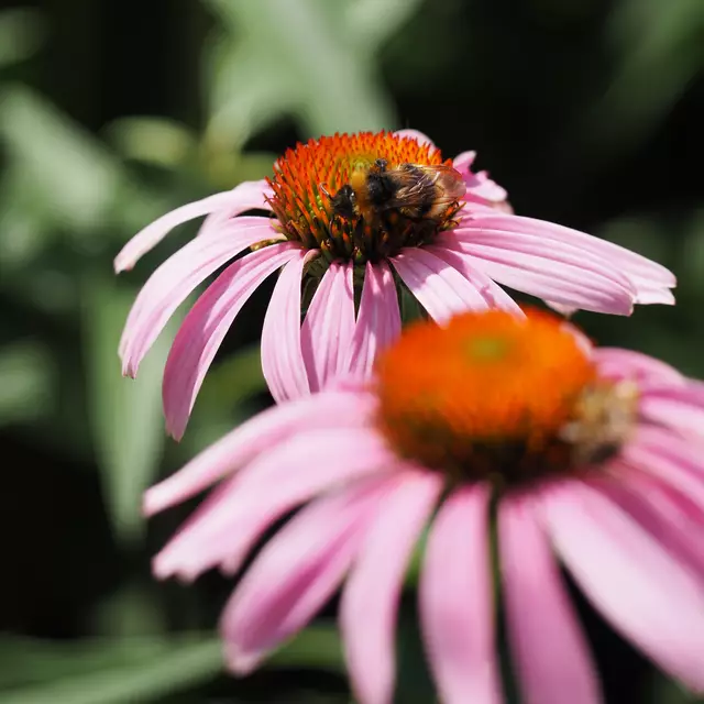 Wunderschöne Blütenpracht, viel Grün und spannende Architektur. Wenn leider kein eigener Garten zur Verfügung steht,  muss man sich mit einer unserer teils beeindruckenden Bundesgartenschauen (Heilbronn &amp; Mannheim) behelfen. 2019 und 2023 entstanden folgende Bilder.

Alle Bilder wurden mit der Olympus OM-D e-m5 Mark iii aufgenommen. | Foto: Sarah Aksamit-Grolik
