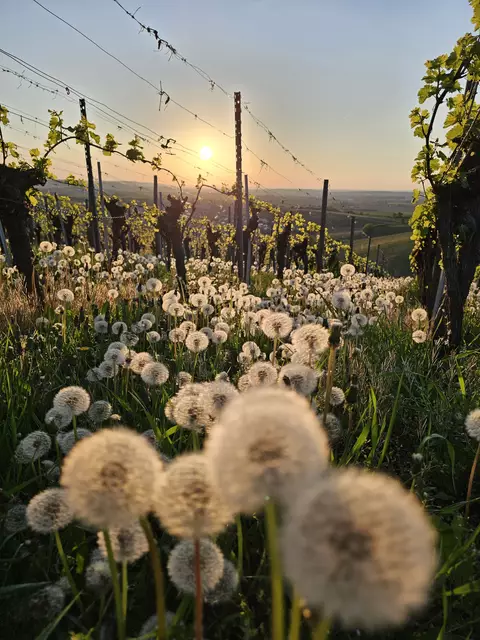 Foto: Heinrich Brehm