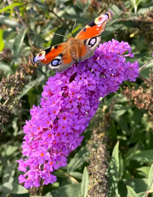 Foto: Heide Böllinger aus Bad Friedrichshall