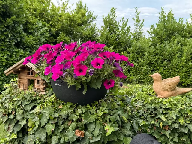 Foto: Heide Böllinger aus Bad Friedrichshall