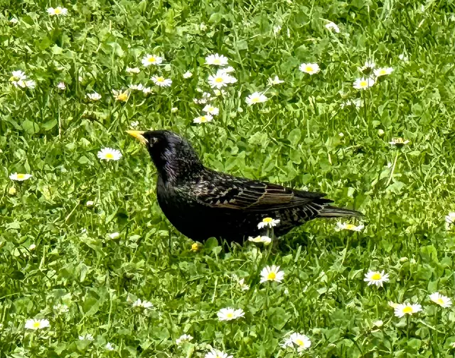Foto: Heide Böllinger aus Bad Friedrichshall