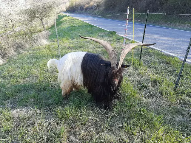 Imposante Walliser Schwarzhalsziege | Foto: privat