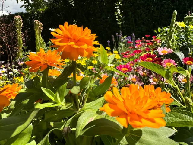 Foto: Heide Böllinger aus Bad Friedrichshall