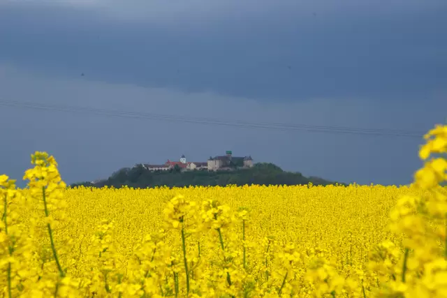 Tolle Kombination:  Über dem gelben Raps erhebt sich Waldenburg. | Foto: Kai Weyreter
