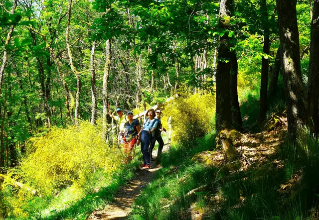 Der gelb blühende Ginster verzaubert den Wald. | Foto: Isolde Reitz
