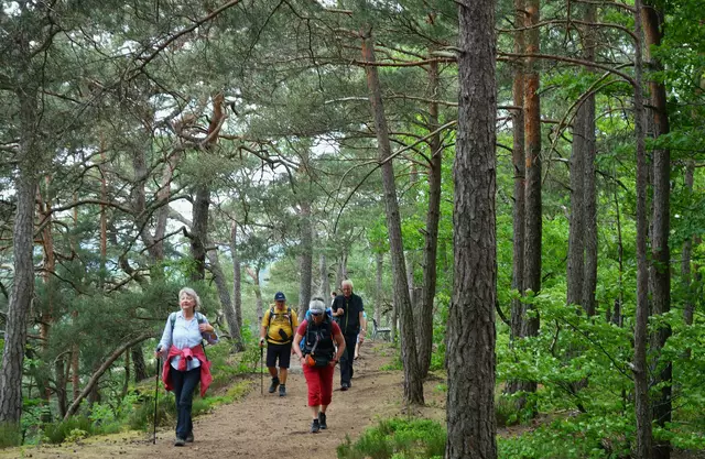 Schöner Weg durch den Kieferwald. | Foto: Isolde Reitz