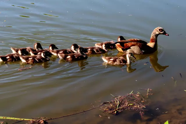 Foto: Eduard Warenik