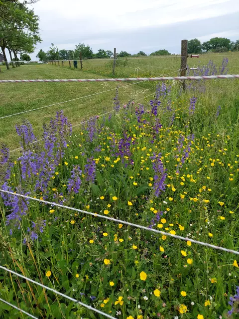 Der tiefblaue Wiesensalbei bezaubert auf der wunderschönen Wiese. | Foto: Foto privat