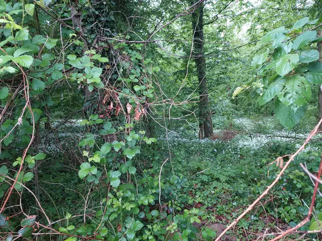 Riesige Flächen blühenden Bärlauchs ziehen sich durch den verwunschenen Wald. | Foto: Foto privat
