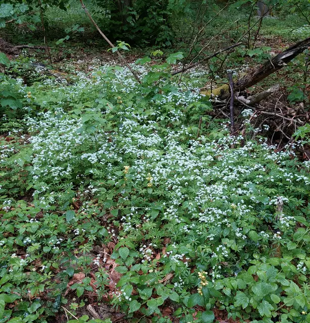 Erst nach de Trocknen verbreitet der Waldmeister seinen betörenden Duft. | Foto: Foto privat