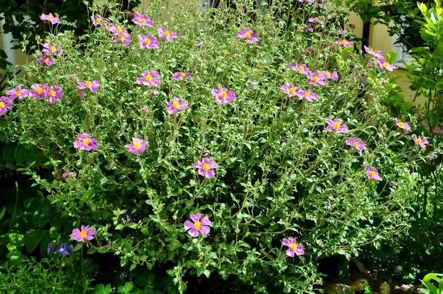 2024. Zistrosenstrauch (Heilpflanze). Eigentlich nicht hier heimisch. Aber er ist winterhart und wächst gut.  | Foto: Daniela Somers