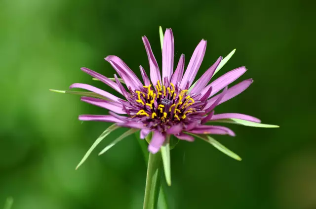 2025. Haferwurzblüte. Haferwurz oder Purpur-Bocksbart. Die Wurzel könnte als Gemüse verwendet werden. Die Blätter lassen sich als Salat oder Spinat zubereiten. Bei mir kam sie freiwillig in den Garten und darf einfach blühen. Mir gefällt die Blüte sehr. | Foto: Daniela Somers