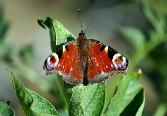 2024. Tagpfauenauge. Ihre Raupen brauchen die Brennnessel als Futterpflanze | Foto: Daniela Somers