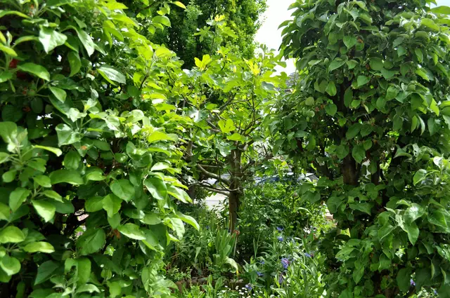 2025. Der Feigenbaum flankiert von den zwei Säulenapfelbäumen. | Foto: Daniela Somers