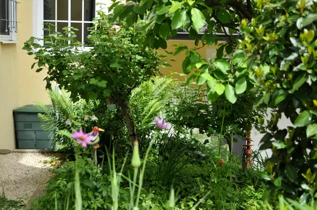 2025. Johannisbeere. Dahinter wächst ein Farn. | Foto: Daniela Somers