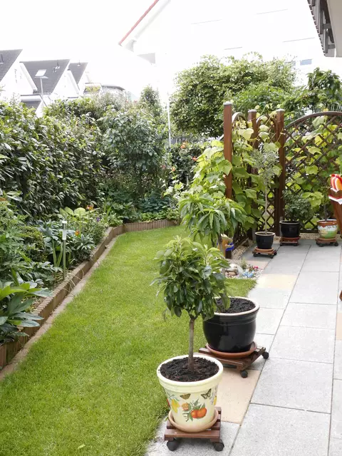 2013 der Rasen ist perfekt. Aber leider für Insekten nicht nutzbar. Und auch ich habe keinen Nutzen. Man kann drauf laufen und muss ihn einmal die Woche mähen. | Foto: Daniela Somers