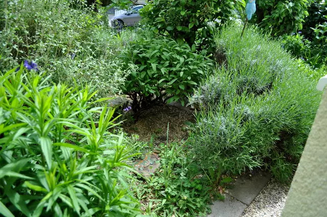 2025. Kräuterbeet. Lavendel auf der rechten Seite. In der Mitte Salbei. Links die Zistrose. Ganz vorne im Bild wächst die Goldrute. | Foto: Daniela Somers